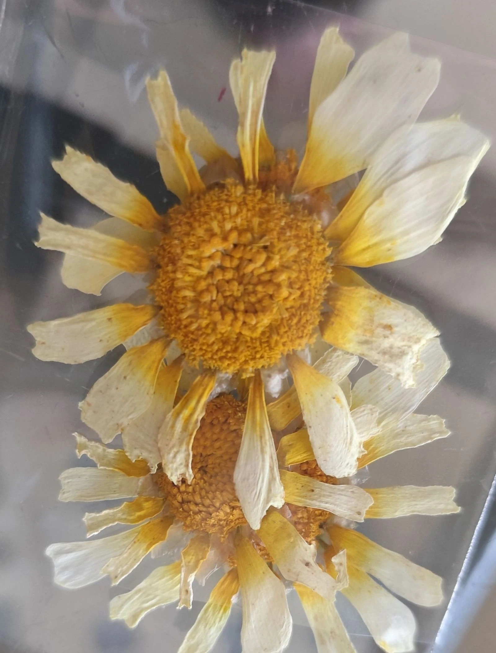 Handcrafted Daisy Earrings – photo 4